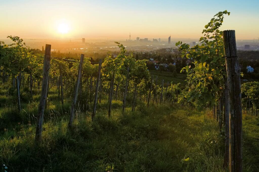 VIENNA WINE TOUR AND HIKING DAY