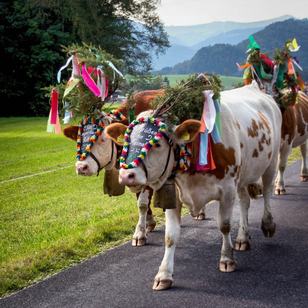 ALMABTRIEB IN SALZBURGER LAND AUSTRIA