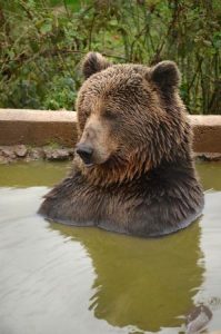 KUTEREVO BEAR REFUGE CROATIA